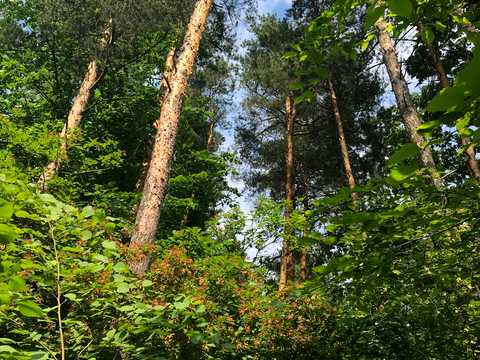 участок по адресу Лісова