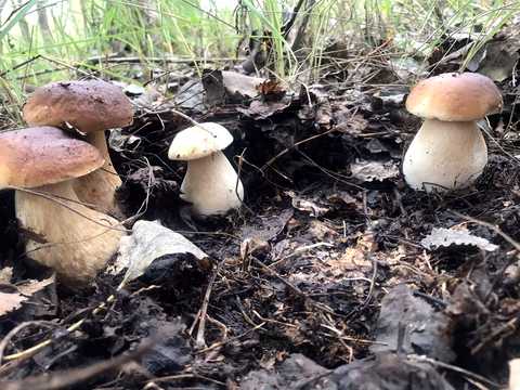 будинок за адресою Мирна