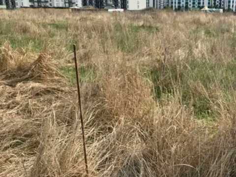 ділянка за адресою Софіївсько-Борщагівська сільська рада