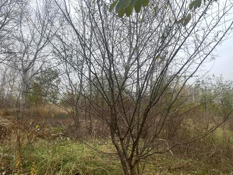 участок по адресу 