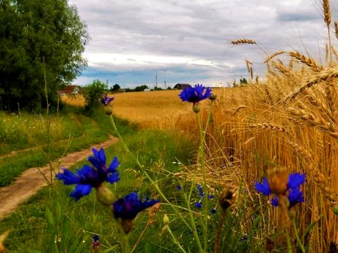 участок по адресу Тараса Шевченко пер.