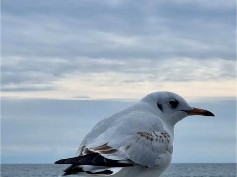дом по адресу Бернардацци ул. (Красных Зорь), 23