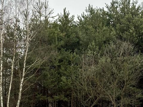 участок по адресу Лесовая ул.