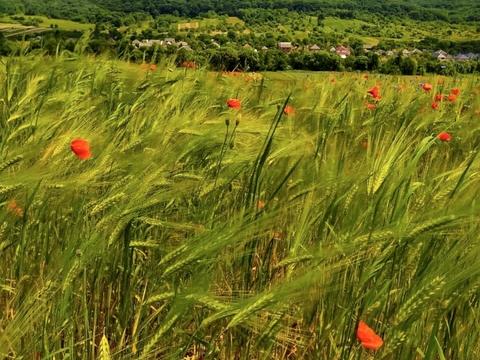 ділянка за адресою Польова, 4