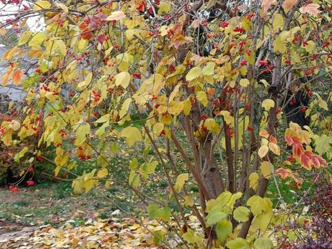 дом по адресу Молодіжний провулок, 5
