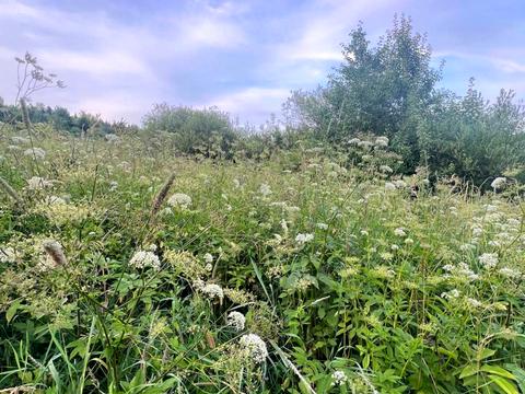 ділянка за адресою с. Новий Кропивник, 