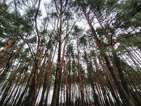 ділянка за адресою Васильківська вул. (Ватутіна)