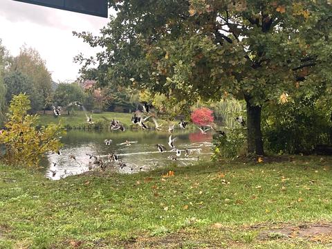 ділянка за адресою Доброго Дуба вул., 5