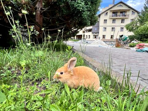 комерційна за адресою Грушевського вул., 2А
