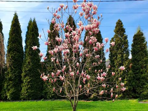 будинок за адресою 1-й Бортницький пров.
