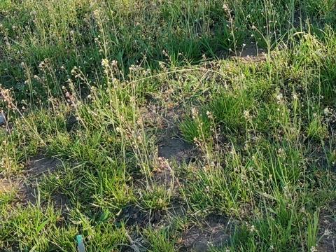 ділянка за адресою Медова вул., 246