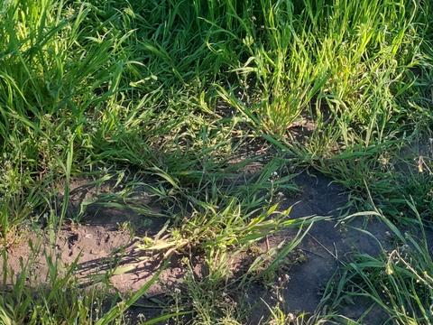 ділянка за адресою Медова вул., 246