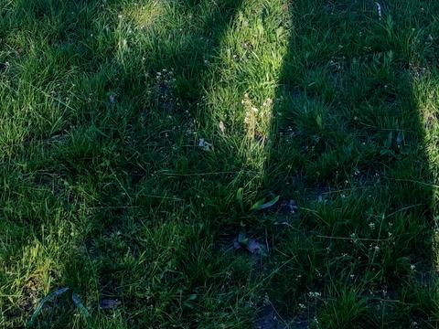 ділянка за адресою Медова вул., 246