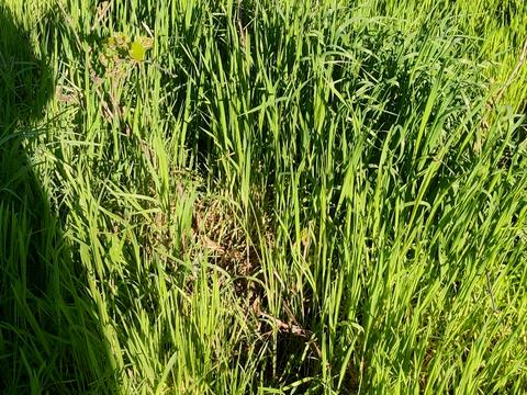 ділянка за адресою Медова вул., 246