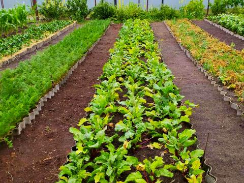 дом по адресу с. Малая Кошелевка, Шевченко