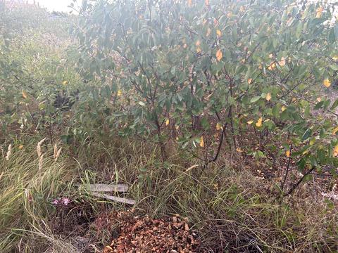 ділянка за адресою Озерна вул., 1