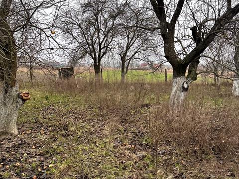 будинок за адресою с. Небелиця, Шевченка вул., 22