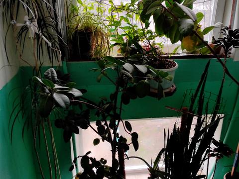 квартира за адресою Данила Галицького вул. (Будьонного), 18