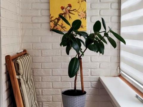 квартира по адресу Чаривная ул., 117