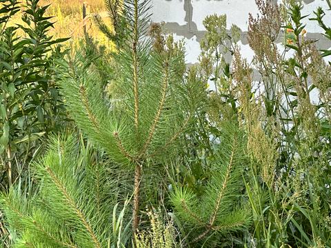 будинок за адресою Лугова, 35