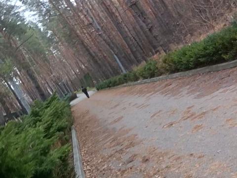 ділянка за адресою Садова