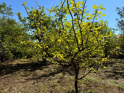 ділянка за адресою Цукровий проїзд