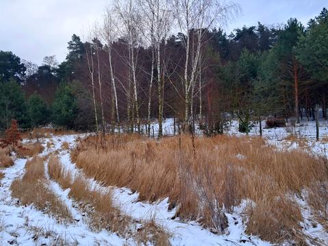ділянка за адресою с. Іванівка, лісова, 23а