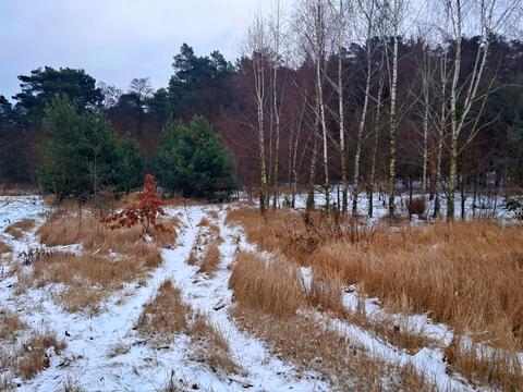ділянка за адресою с. Іванівка, лісова, 23а