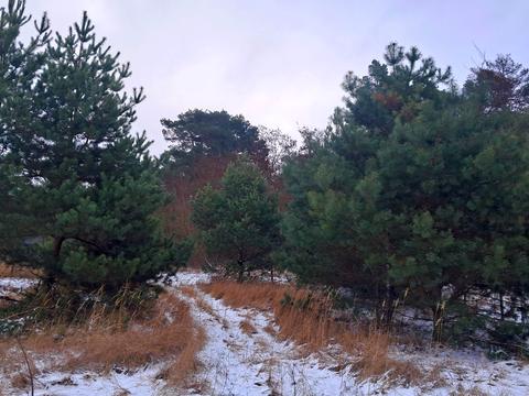 ділянка за адресою с. Іванівка, лісова, 23а