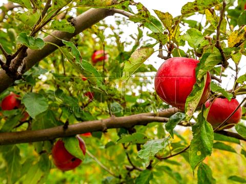 будинок за адресою Шевченка вул., 36