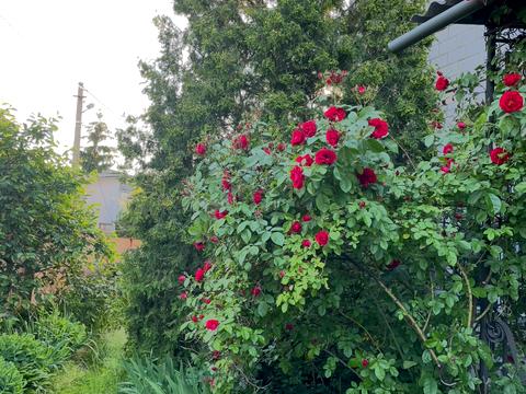 будинок за адресою Київ, Наталії Кобринської вул.