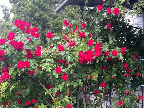 будинок за адресою Київ, Наталії Кобринської вул.