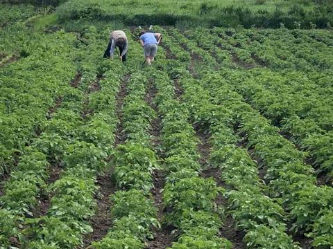 ділянка за адресою с. Пикуловичі, 