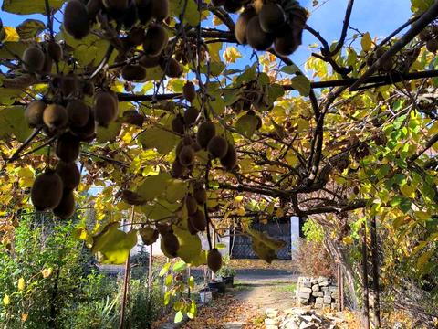 будинок за адресою Абрикосова вул., 2