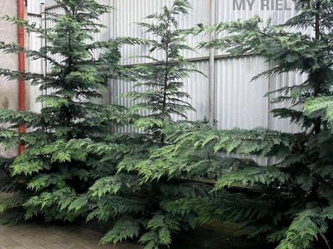 комерційна за адресою Ференца Ракоці вул., 42