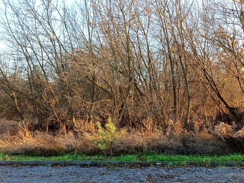 участок по адресу Центральна