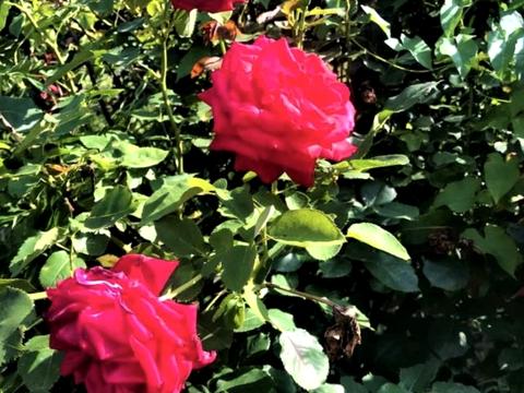 будинок за адресою с. Микитинці, Черепкова, 43