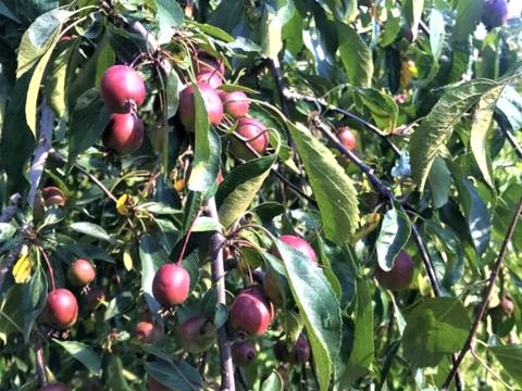 будинок за адресою с. Микитинці, Черепкова, 43