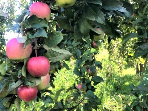 будинок за адресою с. Микитинці, Черепкова, 43