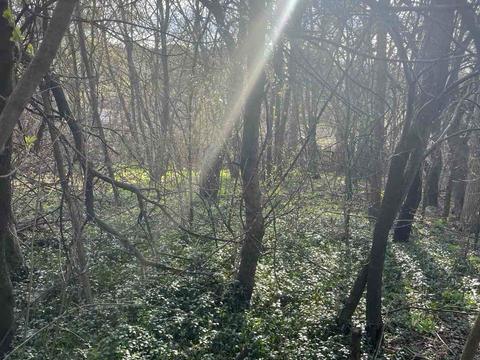 участок по адресу Річна