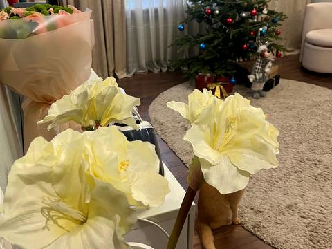 квартира за адресою Перемоги вул., 4