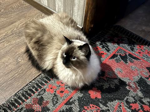 квартира за адресою Пономарьова вул., 26 к2