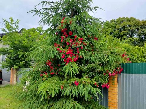 дом по адресу Берестейский просп. (Победы)