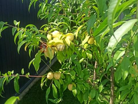 дом по адресу Східна ул.