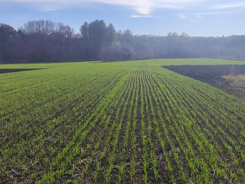 участок по адресу Кагарлык, провулок Пііденний