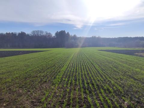 участок по адресу Кагарлык, провулок Пііденний