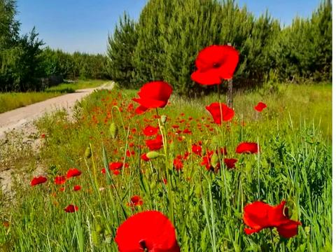 ділянка за адресою Чорновола, 11