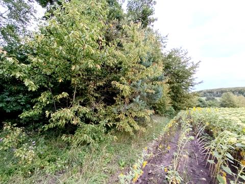 ділянка за адресою Шкільна