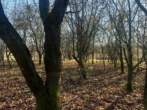 будинок за адресою Центральна