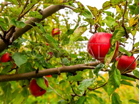 будинок за адресою Шевченка вул., 36